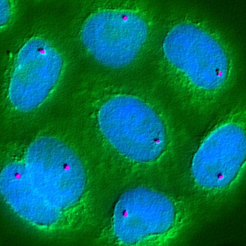 Cells with highlighted nucleus