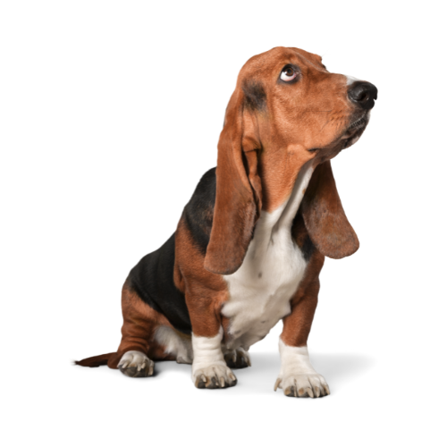 Hound