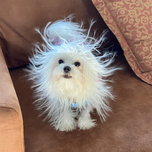 White dog with static in its fur